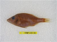 藏品(青嘴龍占)的圖片